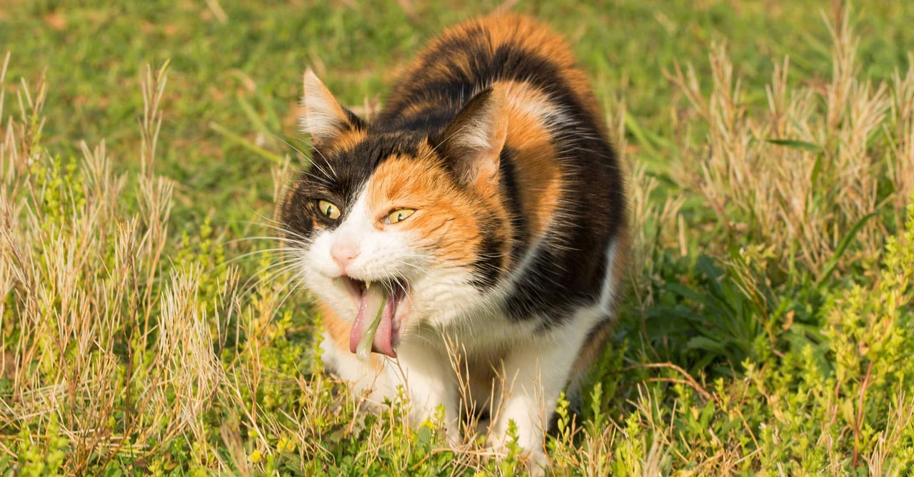Mengatasi Muntah pada Kucing: Tips Memilih Makanan dalam Mengatasi Masalah Pencernaan Kucing